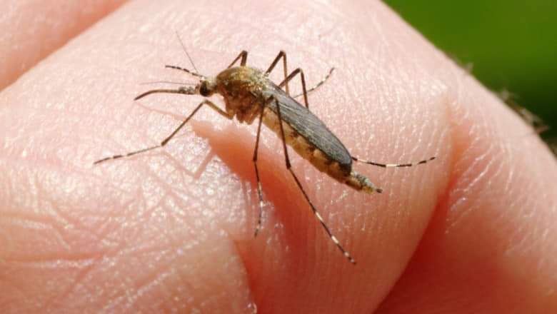 Virusul West Nile poate cauza o boală neurologică fatală la oameni, deși 80% dintre persoanele infectate nu au niciun fel de simptome.