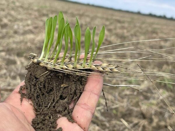 APIA a finalizat controlul clasic pe teren – Campania 2024 APIA informează opinia publică că a finalizat controlul clasic pe teren aferent Campaniei 2024.