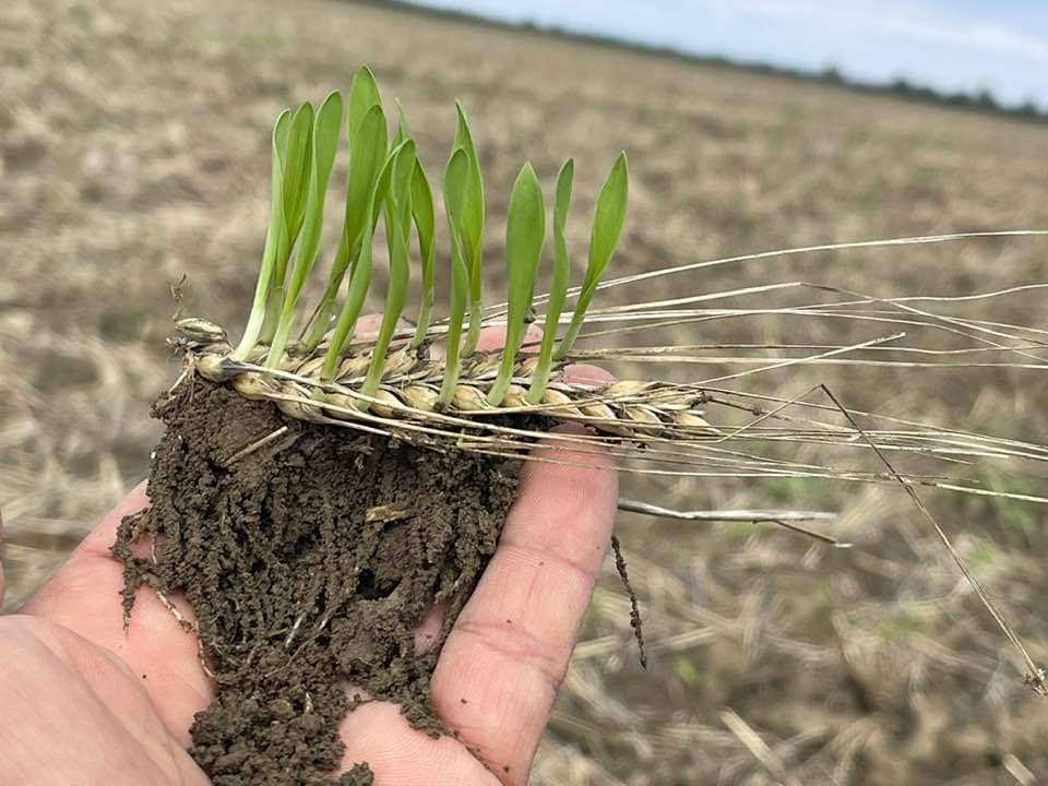 APIA informează opinia publică că a finalizat controlul clasic pe teren aferent Campaniei 2024.