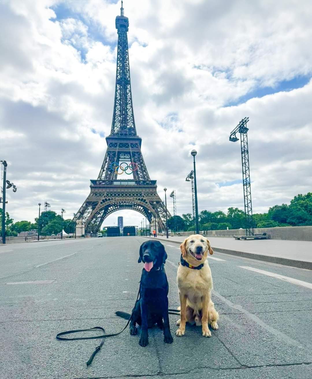 Houston este unul dintre câinii de serviciu ai Jandarmeriei Române, care a fost membru în echipa de luptători ai Brigăzii Speciale de Intervenție a Jandarmeriei.