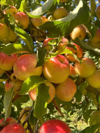 Pasiune și tradiție: Merele de Voinești, deliciul de pe Valea Dâmboviței Pomicultorii de pe Valea Dâmboviței se află în plină efervescență, angajați în campania de recoltare a renumitelor mere de Voinești.