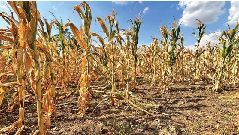 Vești bune pentru fermierii afectați de secetă după primele negocieri de la la Bruxelles!