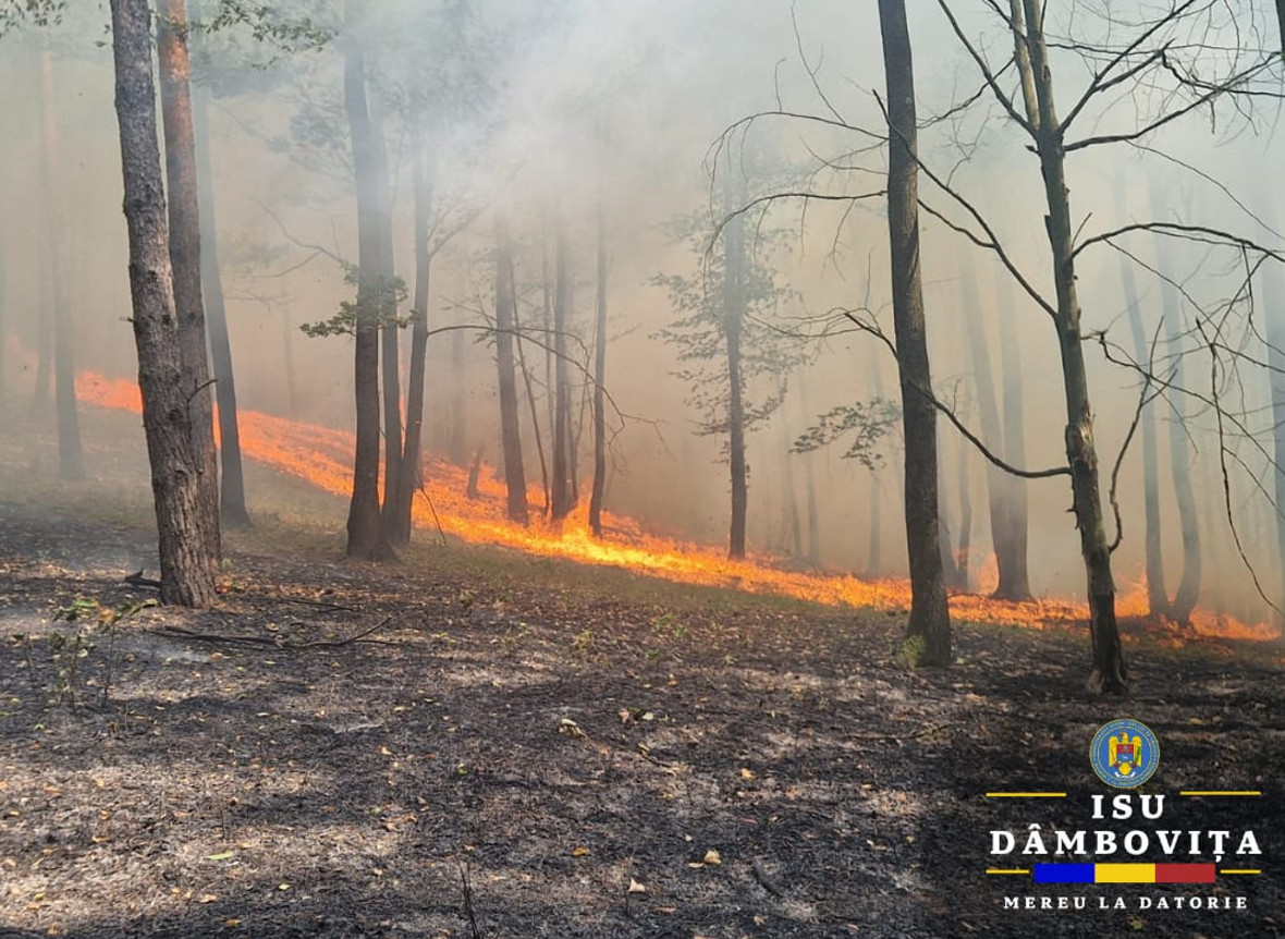 Flăcări devastatoare în comuna dâmbovițeană Ludești: Incendiu de pădure la mică distanță de casele oamenilor