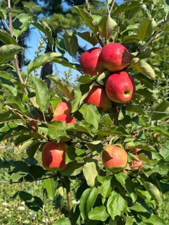 Fermierii din comuna Voinești sunt așteptați să-și semneze cererile de plată pentru anul 2024 până la data de 30 septembrie 2024.