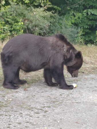 Agenția Națională pentru Protecția Mediului a cerut sprijinul Jandarmeriei Române și Direcției Rutiere, pentru prevenirea unor noi incidente
