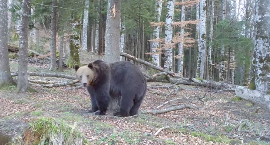 În localitatea Moroeni, zona Peștera, a fost semnalată prezența unui urs . Autoritățile au intervenit prompt și au transmis un mesaj