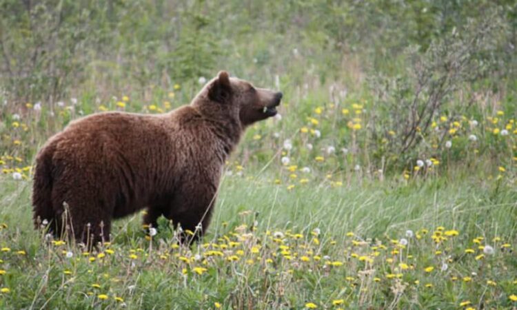 Ieri după-amiază  a fost panică mare,  localnicii din  comuna dâmbovițeană Pucheni au fost alertați cu privire la prezența unui urs sălbatic în zonă.