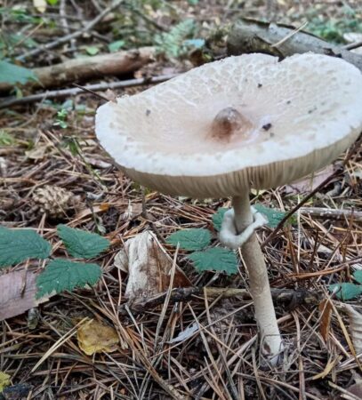 Medicii de la Spitalul Județean de Urgență Târgoviște trag un semnal de alarmă asupra numărului tot mai mare a cazurilor de intoxicații accidentale cu ciuperci  ce se prezintă în cadrul Unității de Primiri Urgențe.