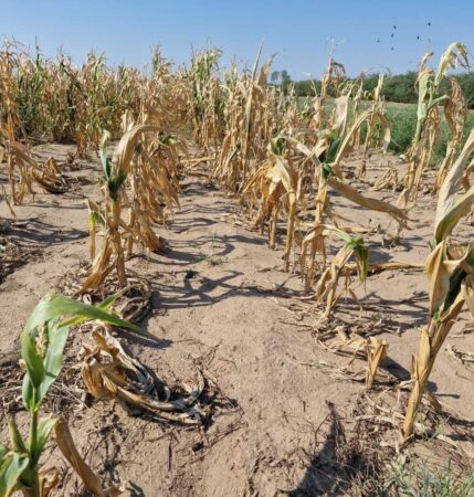 Începând cu data de 17 octombrie 2024, fermierii din Dâmbovița au ocazia de a solicita despăgubiri pentru pagubele suferite din cauza secetei pedologice