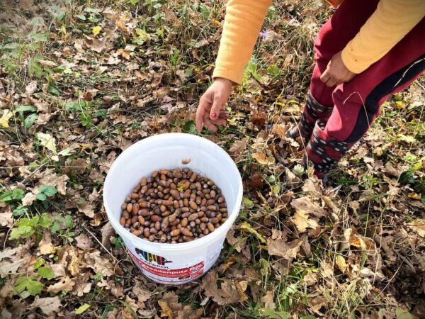 Recoltarea ghindelor pentru viitoarele campanii de împădurire  Sivicultorii din cadrul Regiei Naționale a Pădurilor – Romsilva, împreună cu zilieri, au început recoltarea ghindelor care vor fi semănate în pepinierele silvice.