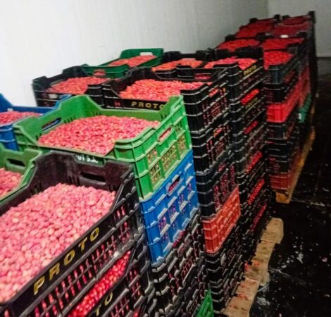 În fiecare toamnă, silvicultorii din cadrul Direcției Silvice Dâmbovița desfășoară o activitate esențială pentru mediu și sănătatea comunității