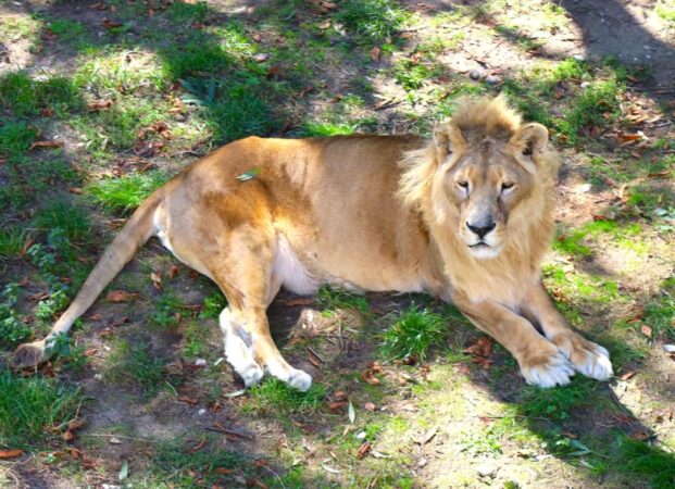 Grădina Zoologică din Târgoviște a pregătit o surpriză cu ocazia Zilei Mondiale a Animalelor Grădina Zoologică din Târgoviște a pregătit o surpriză deosebită pentru iubitorii de animale cu ocazia Zilei Mondiale a Animalelor.
