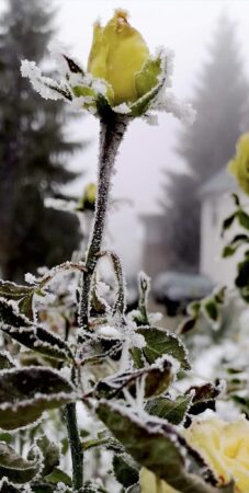 Alertă meteo: Vremea se schimbă dramatic în orele următoare , temperaturi la pragul de îngheț Meteorologii anunță că în orele următoare se produce o schimbare radicală a vremii , aducând un val de aer rece și ploi în toată țara.
