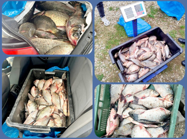Jandarmii dâmbovițeni au confiscat aproximativ 120 kg de pește în cadrul unui târg săptămânal desfășurat la Băleni.