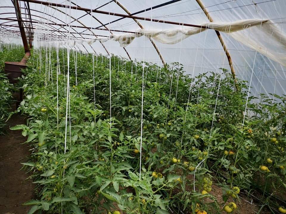 Într-o inițiativă de sprijinire a sectorului agricol, Monitorul Oficial a publicat recent Hotărârea nr. 1342/2024, care aprobă schema d