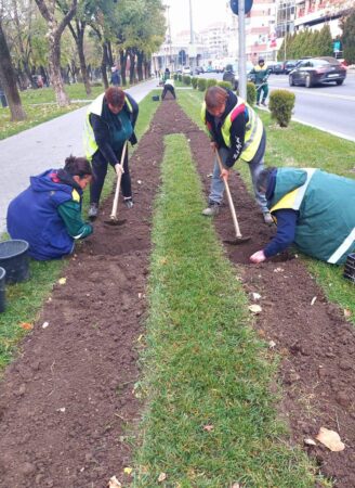 Angajații de la spații verzi din cadrul Primăriei Târgoviște au început plantarea bulbilor de lalele în parcurile și sensurile giratorii din oraș.