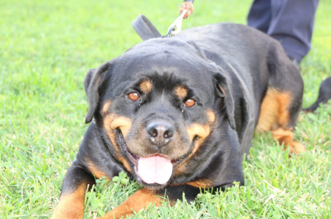 Într-o lume plină de provocări și misiuni de siguranță publică, Jandarmeria Dâmbovița are un membru deosebit