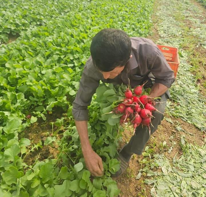 Se apropie termenul limită pentru depunerea cererilor în cadrul Programului de susținere a producției de legume cultivate