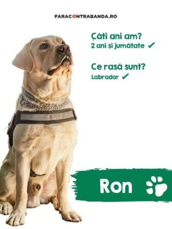  Dacă v-ați gândit vreodată că un labrador ar putea deveni o legendă a Biroului Vamal de Frontieră, trebuie să îl cunoașteți pe Ron.