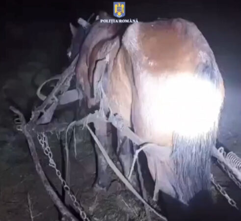 Alertă de gradul zero , la data de 10 decembrie 2024, în jurul orei 19:45, polițiștii de la Secția nr. 10 Poliție Rurală Petrești