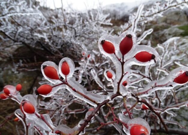 Începând de joi, 12 decembrie, vremea în România va suferi o schimbare semnificativă, iar iarna își va face simțită prezența cu adevărat.
