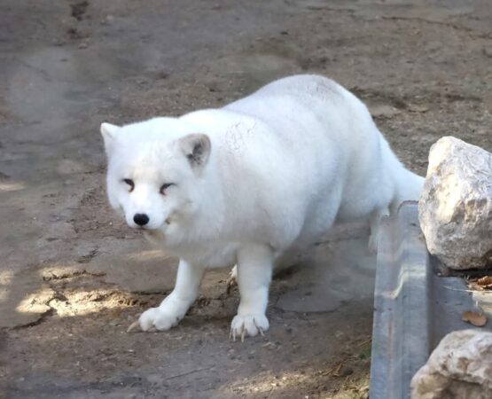 O veste extraordinară pentru iubitorii de animale! Zoo Târgoviște își mărește colecția cu un nou locatar impresionant: o vulpe polară argintie