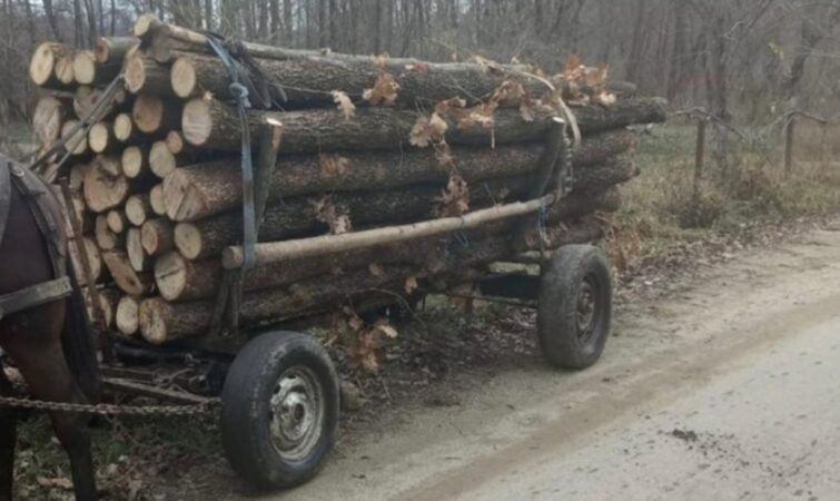 Într-o acțiune comună desfășurată de polițiștii Secției nr. 3 Poliție Rurală Butimanu, alături de un reprezentant al Ocolului Silvic Răcar