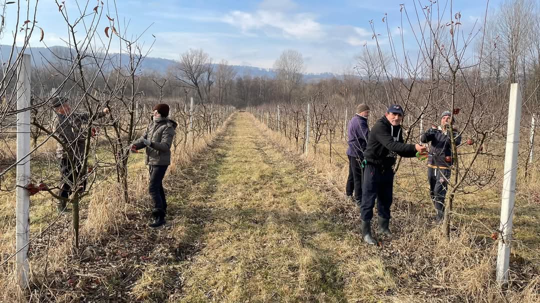 În această perioadă, temperaturile ridicate și umiditatea peste media lunii ianuarie creează condiții ideale pentru dezvoltarea rapidă a bolilor și dăunătorilor