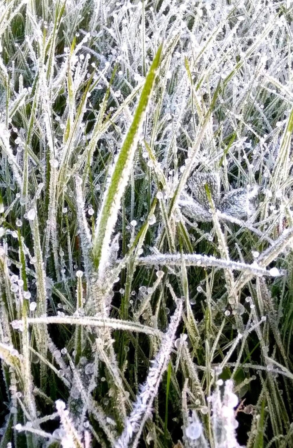 Avertizare meteo: Ger în tot județul Dâmbovița și în țara, în perioada 13-15 ianuarie 2025 În perioada 13-15 ianuarie, județul Dâmbovița și restul regiunilor vor fi afectate de o perioadă de frig intens, cu nopți și dimineți geroase.