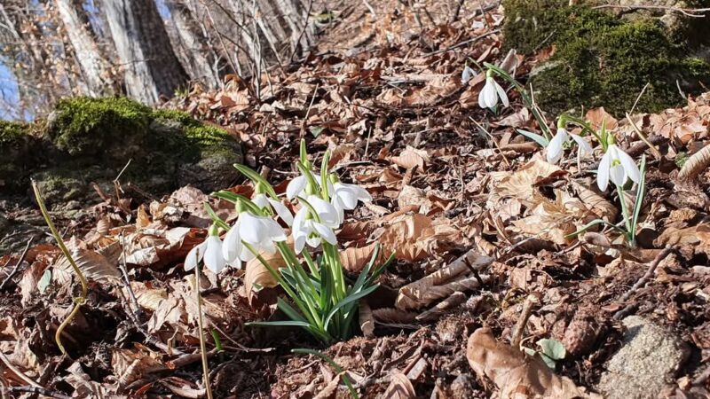 În mijlocul iernii, când zăpada  încă  întârziere  sa apară în unele zone, un semn discret dar puternic de primăvară își face apariția: ghioceii.