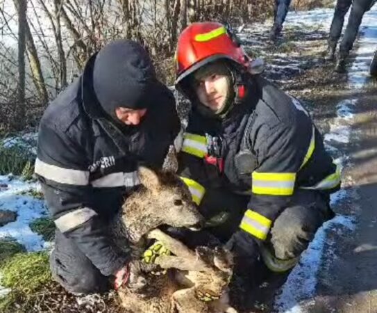 Un moment de adevărată solidaritate a avut loc astăzi,  pompierii și jandarmii au reușit să salveze un pui de căprioară prins într-o capcană a gheții subțiate, pe iazul Șomuz, din Fălticeni.