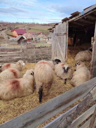 Sprijin financiar de urgență pentru crescătorii de ovine și caprine Într-o întâlnire importantă desfășurată pe 4 februarie 2025, ministrul Agriculturii a prezentat un proiect de act normativ care vizează susținerea crescătorilor