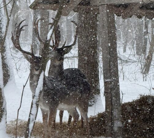 Lopătarii de la Ocolul Silvic Răcari, hrăniți cu dragoste și responsabilitate de silvicultorii din Dâmbovița Într-o dimineață rece de iarnă, un peisaj spectaculos se dezvăluie în inima pădurii de la Bolovani, județul Dâmbovița.