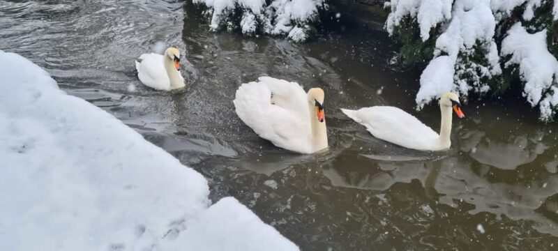 Grădina Zoologică din Târgoviște a atras peste 150.000 de vizitatori în 2024, o destinație de neuitat Grădina Zoologică din Târgoviște rămâne un loc de top pentru iubitorii de natură și animale, fiind vizitată de 152.643 de persoane în 2024. Situată pe o suprafață de 4 hectare, grădina adăpostește aproape 170 de specii de animale, din care multe sunt exotice și rare în România.