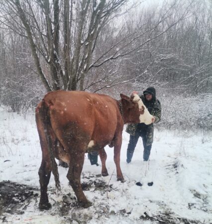Recomandări ale DSVSA Dâmbovița pentru protejarea animalelor în condiții meteorologice extreme Având în vedere prognoza unor condiții meteorologice severe, cu temperaturi scăzute și vânt puternic, Direcția Sanitară Veterinară și pentru Siguranța Alimentelor
