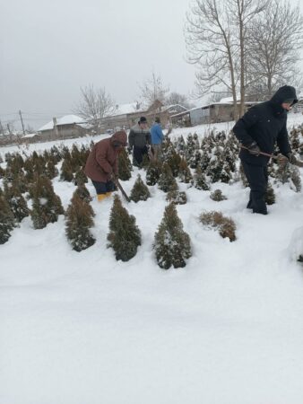 Pepiniera Găești din cadrul Direcției Silvice Dâmbovița: Silvicultorii protejează plantele după ce iarna s-a dezlănțuit La Pepiniera Găești, din cadrul Direcției Silvice Dâmbovița, silvicultorii lucrează cu dedicare pentru a asigura sănătatea și frumusețea plantelor ornamentale ce vor înfrumuseța peisajele din sezonul următor.