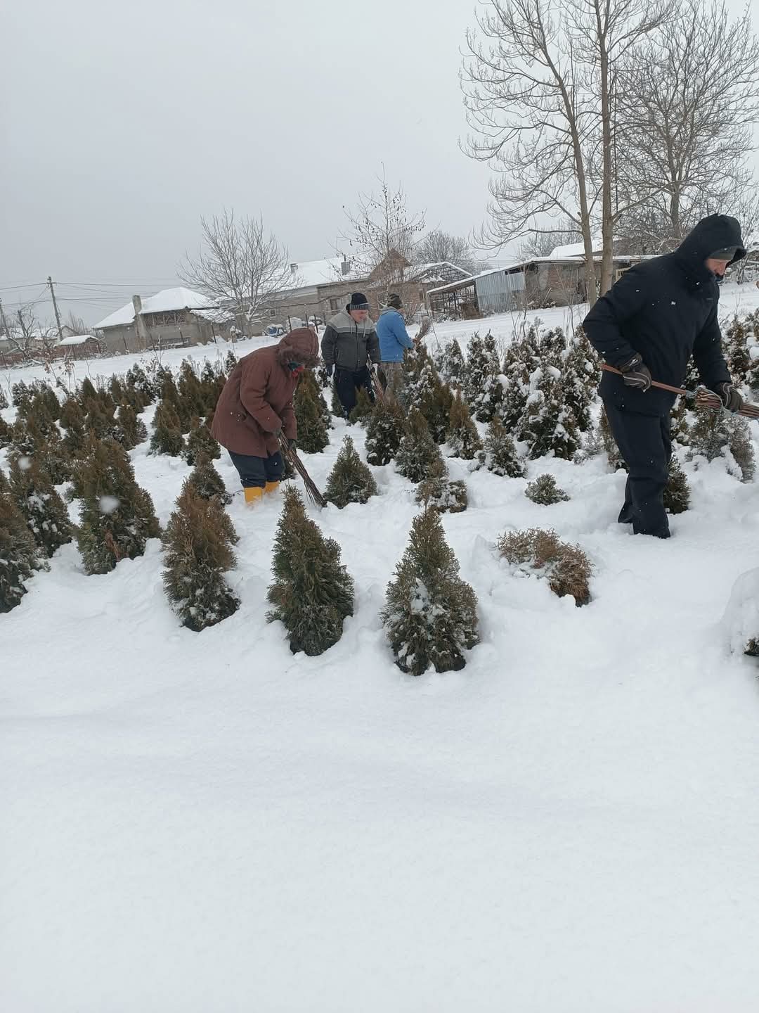 La Pepiniera Găești, din cadrul Direcției Silvice Dâmbovița, silvicultorii lucrează cu dedicare pentru a asigura sănătatea și frumusețea plantelor ornamentale ce vor înfrumuseța peisajele din sezonul următor.