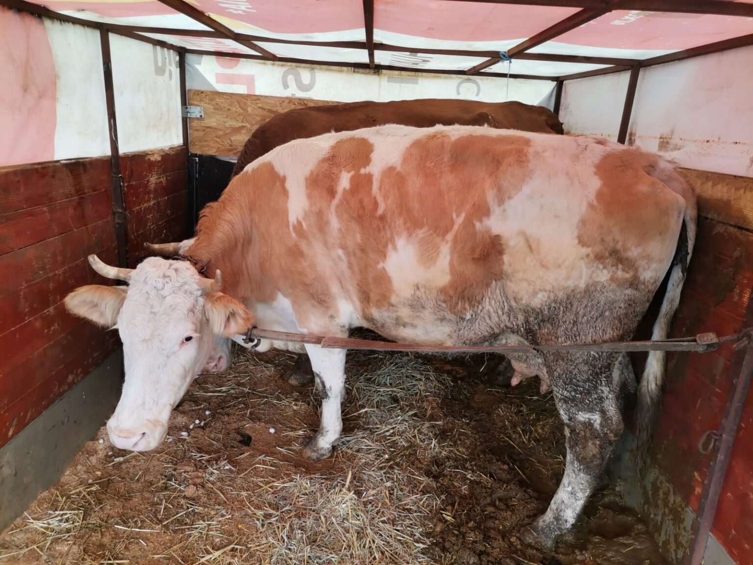 Un control comun al Direcției Sanitare Veterinare și pentru Siguranța Alimentelor Dâmbovița și al Poliției Orașului Găești a avut loc pe DN 7, vizând combaterea transporturilor ilegale de animale vii. Acțiunea a dus la depistarea unui transport ilegal de bovine, ce implica un comerciant cunoscut pentru activitățile sale ilegale.