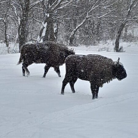 Zimbrăria Neagră: Iarna și Zimbrii din Ocolul Silvic Bucșani În inima pădurilor din județul Dâmbovița, Zimbrăria Neagră, parte din Ocolul Silvic Bucșani, găzduiește un efectiv de 29 de zimbri (Bison bonasus), un simbol al biodiversității și al succesului în conservarea speciilor de faună sălbatică din România.