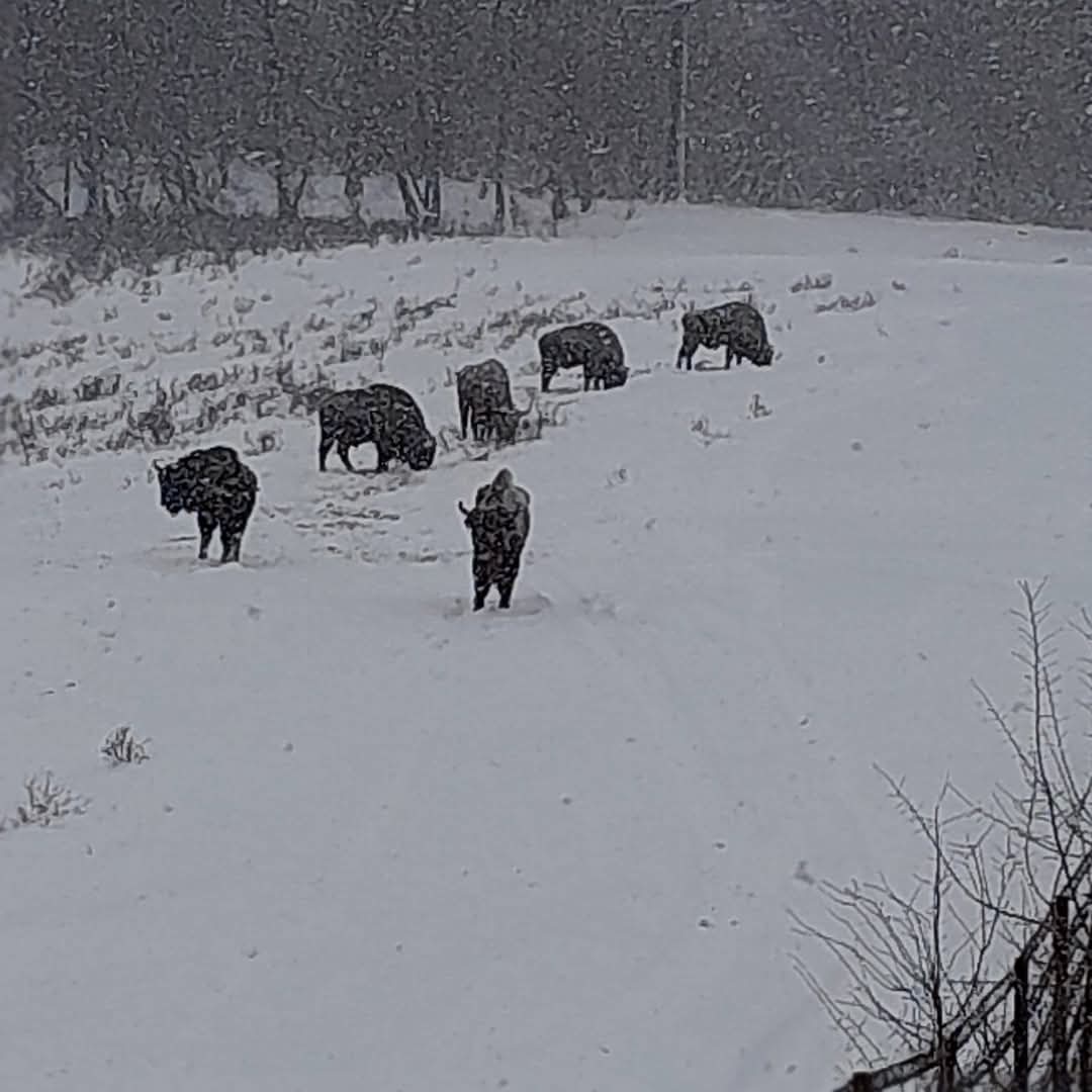 În inima pădurilor din județul Dâmbovița, Zimbrăria Neagră, parte din Ocolul Silvic Bucșani, găzduiește un efectiv de 29 de zimbri (Bison bonasus), un simbol al biodiversității și al succesului în conservarea speciilor de faună sălbatică din România.