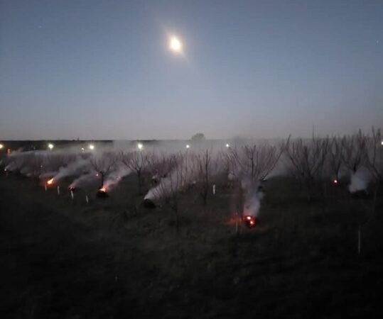 În ciuda temperaturilor scăzute din ultimele nopți, localnicii din unele zone  au dovedit încă o dată legătura strânsă cu tradițiile agricole și cu grija față de pământ. În încercarea de a-și proteja culturile de pomi fructiferi, aceștia au făcut nopți albe aprinzând focuri lângă plantele înflorite, aflate aproape de rod.