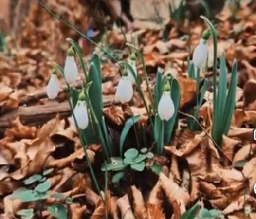 ANOMALII TERMICE, temperaturi de până la 24°C în unele zone Începând de astăzi, 5 martie și până pe 13 martie, România va experimenta un val de aer cald care va transforma vremea într-un adevărat spectacol de primăvară.