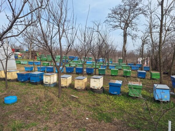 Agenţia de Plăţi şi Intervenţie pentru Agricultură (APIA) anunță deschiderea sesiunii de depunere a cererilor de plată pentru intervențiile aferente sectorului apicol, în cadrul Planului Strategic PAC 2023-2027. Apicultorii și formele asociative din județele țării pot solicita sprijin financiar pentru anul 2025 până la data de 31 iulie 2025 inclusiv.