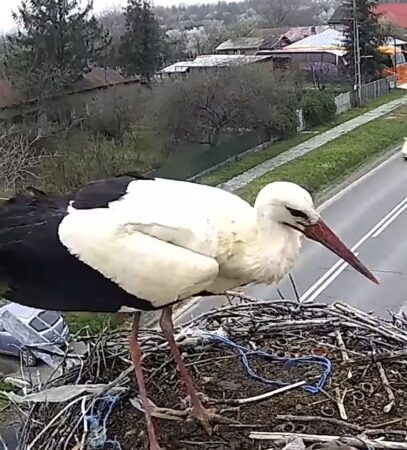 Răcari își primește vizitatorul de primăvară: Barza s-a întors acasă Într-o atmosferă de sărbătoare și bucurie, comunitatea din Răcari a trăit un moment special, marcat de întoarcerea berzei în cuibul său tradițional.