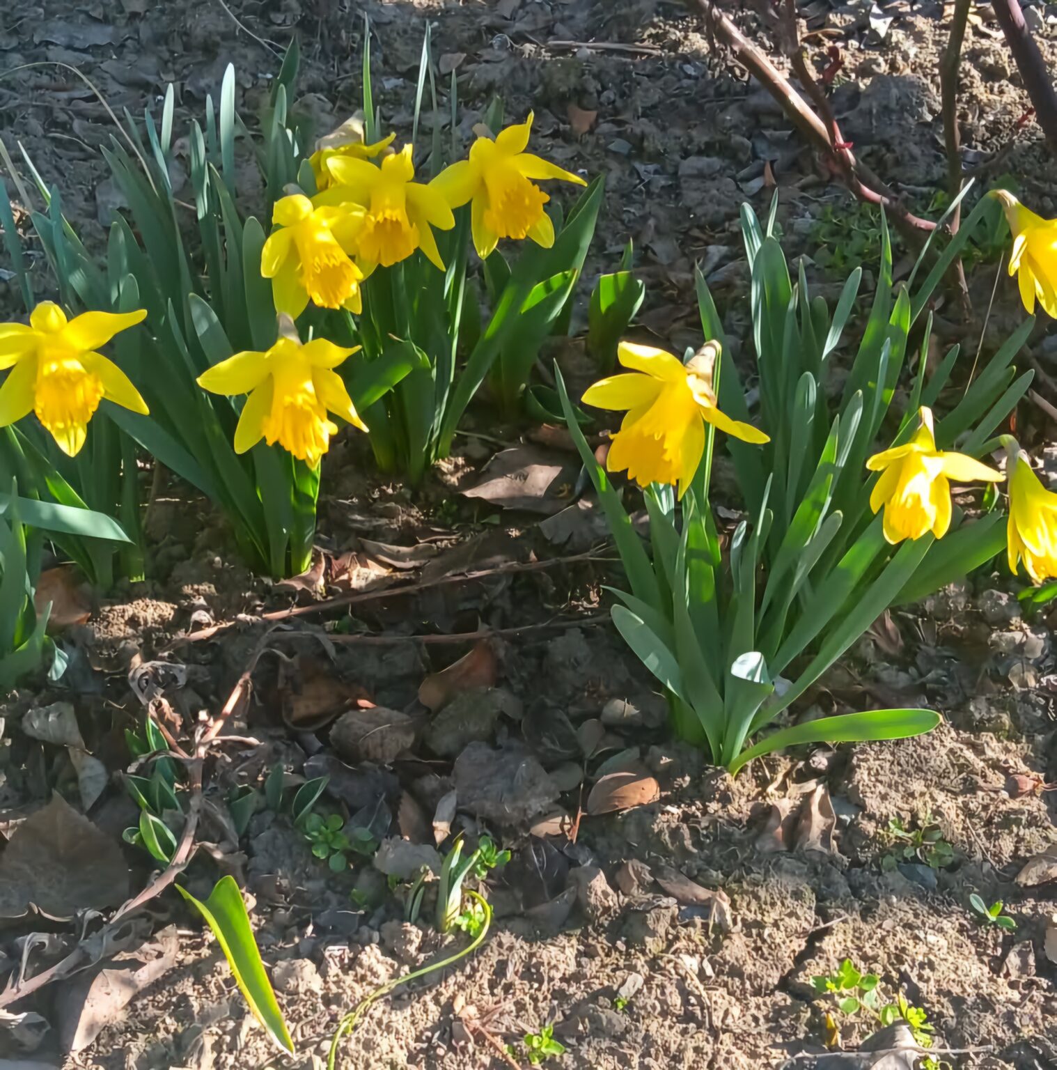 ANOMALII TERMICE: Val de căldură ce aduce aerul de vară în mijlocul lunii martie, temperaturi de până la 28°C Deși primăvara abia a început, toată țara trăiește un fenomen meteorologic neobișnuit: un val de căldură ce aduce aerul de vară în mijlocul lunii martie