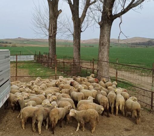 APIA reamintește tuturor fermierilor din sectorul de creștere a ovinelor și caprinelor că termenul limită pentru depunerea cererilor de sprijin financiar de urgență este 21 martie 2025