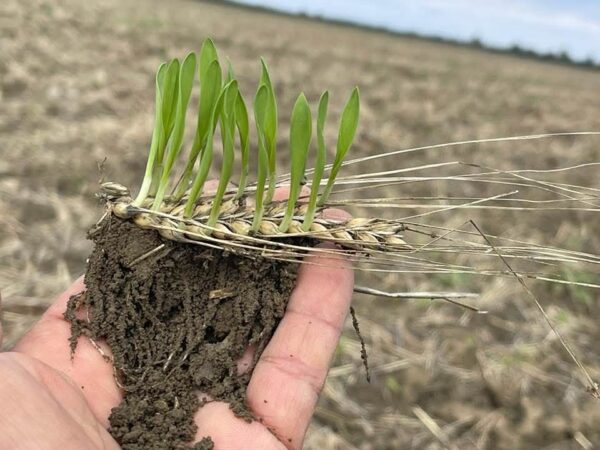 Fermierii pot să depună cererile pentru plăți în 2025: Termenul limită este 30 mai Agenția de Plăți și Intervenție pentru Agricultură (APIA) a demarat ieri, 3 martie 2025, campania de primire a cererilor de plată pentru anul 2025.