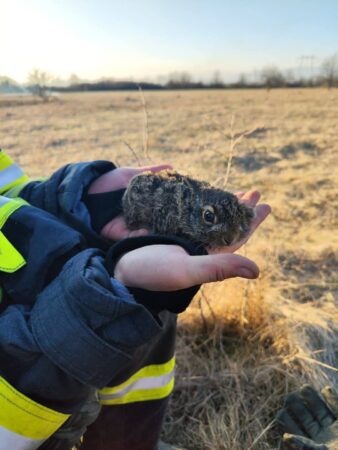 Într-o misiune de salvare emoționantă și plină de curaj, pompierii  au reușit să salveze trei iepurași din mijlocul unui incendiu devastator de vegetație, demonstrând încă o dată dăruirea și devotamentul lor față de viață, indiferent de specie.