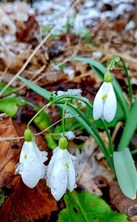 Un val de vreme caldă va pătrunde în România începând cu 5 martie 2025, aducând temperaturi între 13°C și 18°C în majoritatea regiunilor din vest, sud și est!