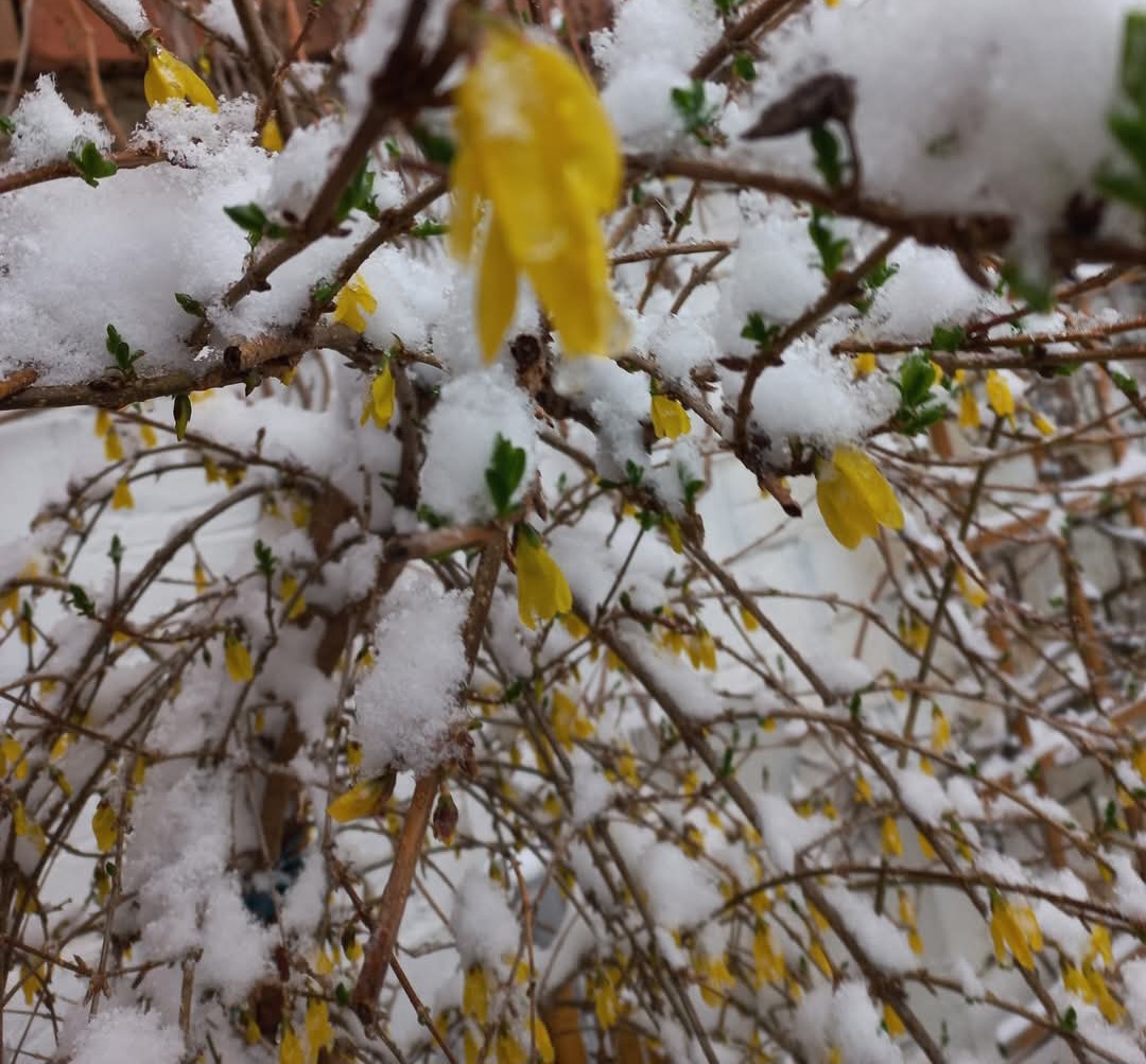 Luni, primăvara își făcea simțită prezența cu temperaturi plăcute, aer proaspăt și peisaje colorate de flori și copaci înfloriți. Părea că sezonul cald s-a instalat definitiv, iar natura înflorea în toată splendoarea sa. Însă astăzi, schimbarea bruscă de vreme a transformat complet decorul.